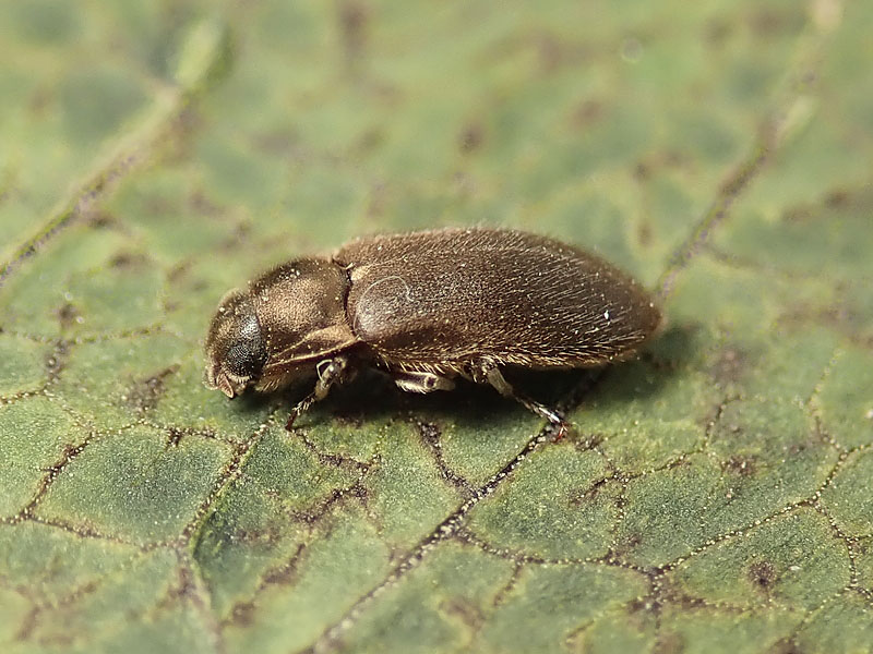 da identificare: Dryopidae:  Dryops sp.